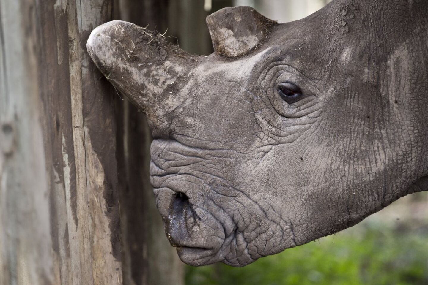 Northern white rhino in Kenya