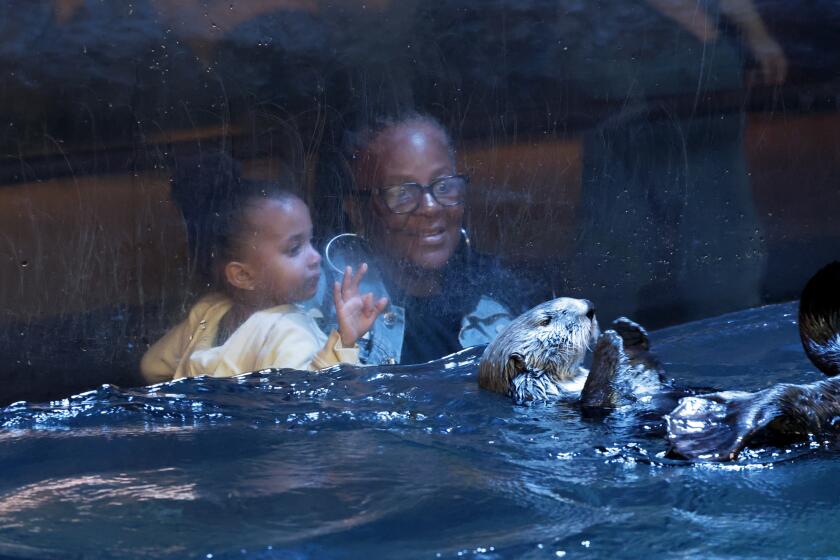 Long Beach, CA - March 29: NEWS EMBARGOED UNTIL 4/11: Visitors view one of two non-releasable sea otters swimming on its back inside the sea otter habitat at the Aquarium of the Pacific in Long Beach. The Aquarium of the Pacific in is attempting for the first time to ready a baby sea otter for release back into the wild by pairing it with a "surrogate mom." The adopted mom, they hope, will teach the baby the skills needed to survive in her natural environment. No one is allowed to get close to the surrogate mom and baby - they are trying to prevent all human interaction so the baby has a better chance of being re-wilded. However, cameras are set up to view the pair and there are other otters at the aquarium that we can get closer to. Photo taken at Aquarium of The Pacific in Long Beach Friday, March 29, 2024. (Allen J. Schaben / Los Angeles Times)