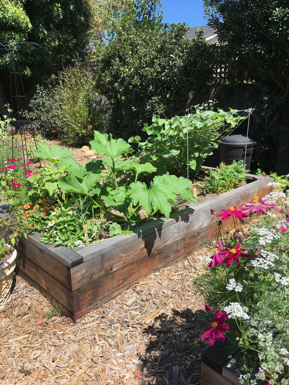 Large zucchini squash leaves help retain soil moisture, and cucumber vines on a trellis shield herbs from afternoon sun.