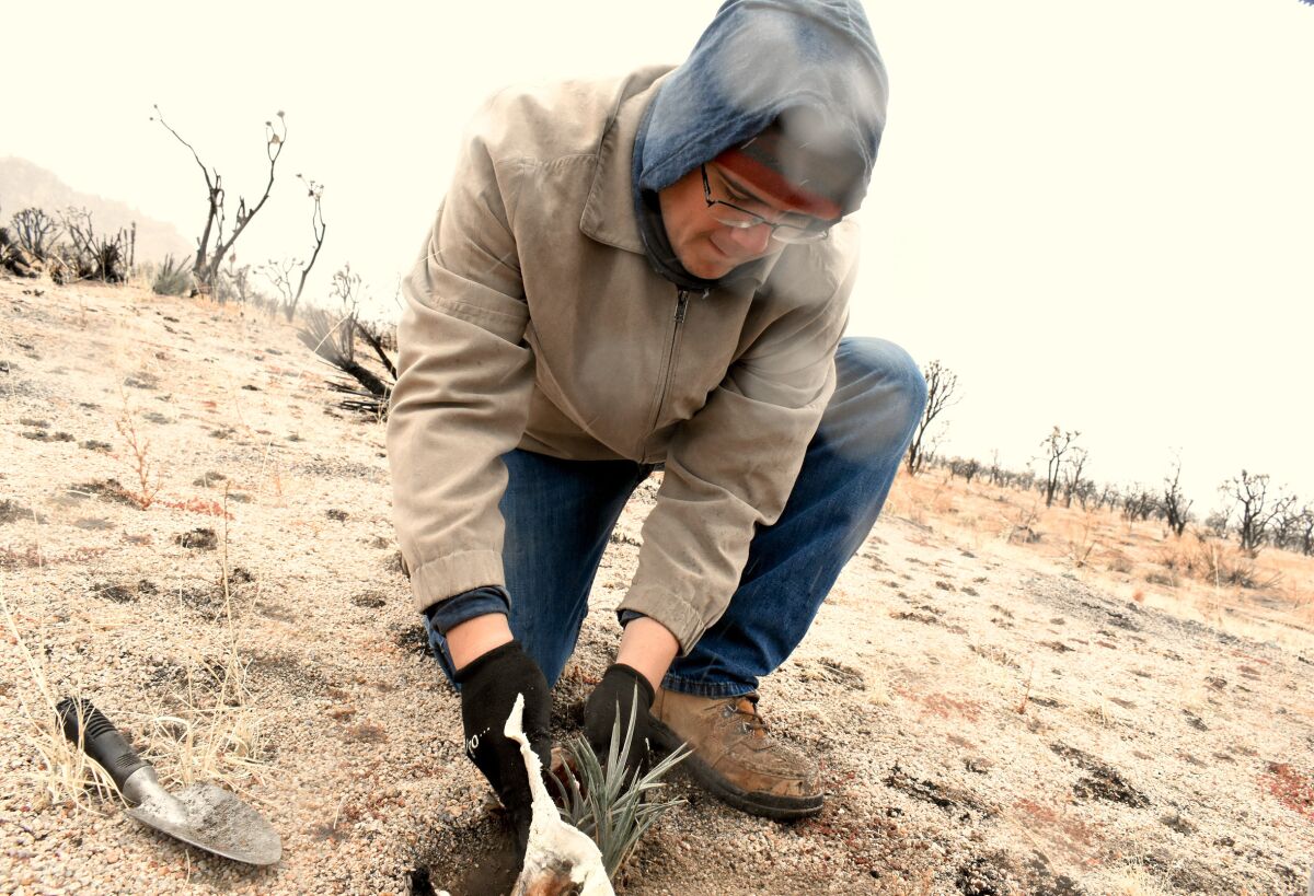 Volunteer Joe Landeros plants a Joshua tree seedling