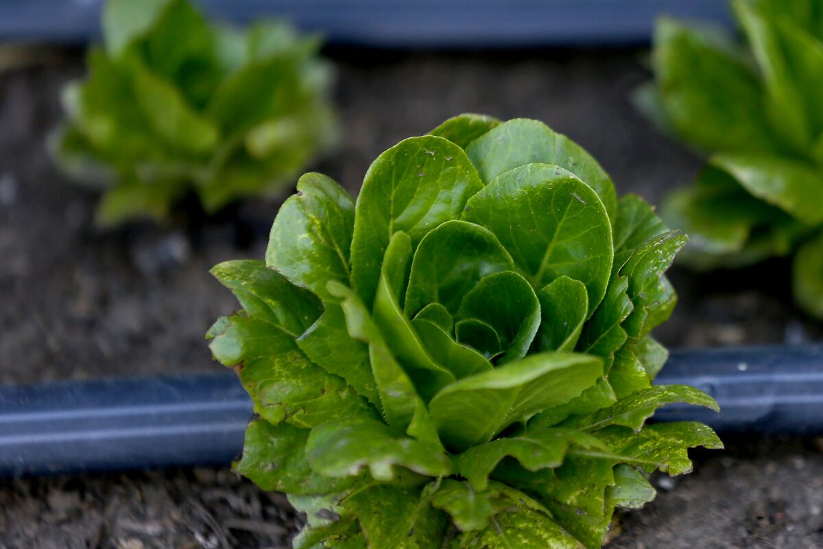 A young lettuce plant will grow into a crisphead.