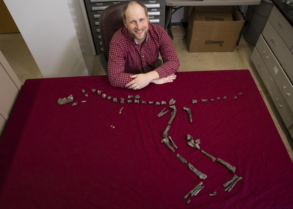 Paleontologist Sterling Nesbitt with the fossilized bones of Suskityrannus hazelae, a miniature relative of Tyrannosaurus rex.