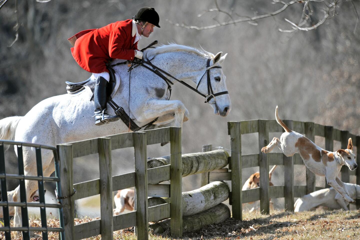 Huntsman Geoff Hyde jumps a fence during a fox hunt with the Elkridge-Harford Hunt Club in Maryland.