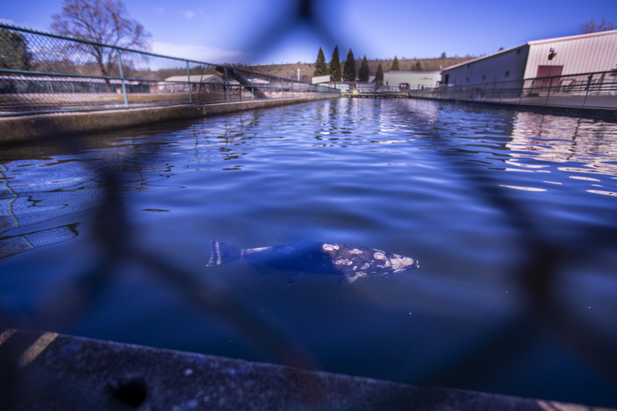 A fall-run Chinook salmon in a holding pond at Coleman National Fish Hatchery.