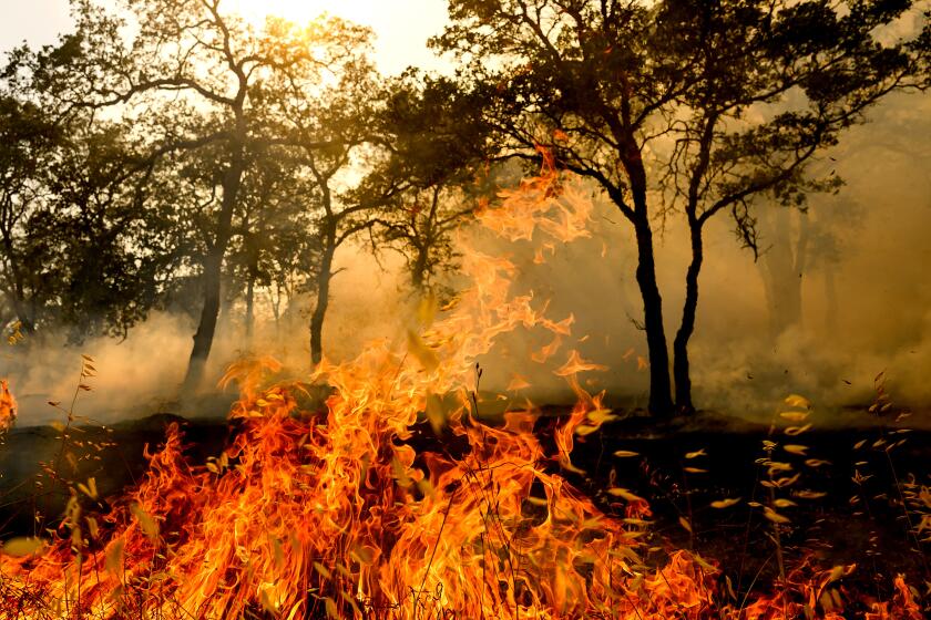 Flames consume vegetation as the Gann Fire burns near Copperopolis on Tuesday, Aug. 4, 2026, in Calaveras County, Calif. (AP Photo/Noah Berger)