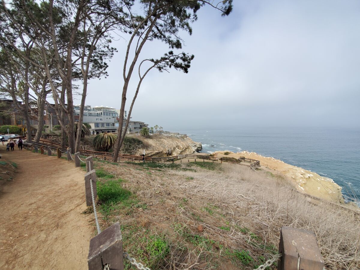 This area next to Coast Walk Trail in La Jolla will be planted with Torrey pine trees.