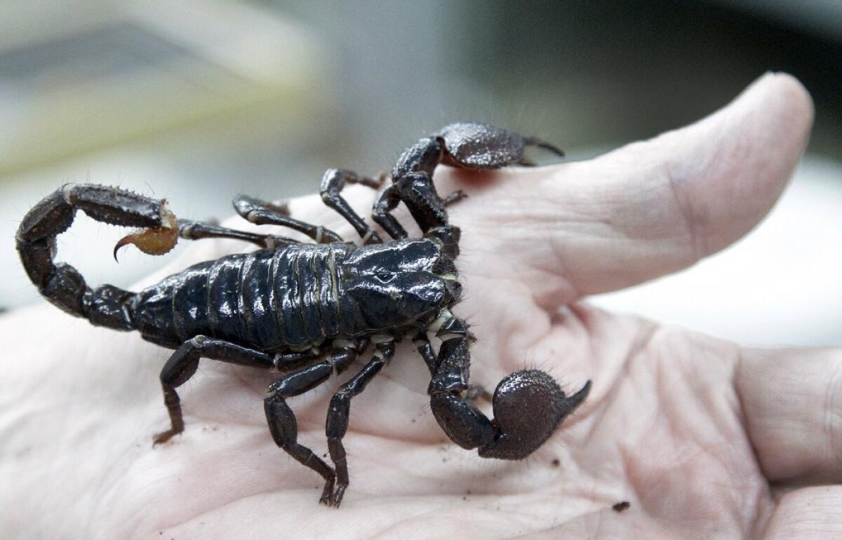 An airline spokesman says it's unclear how the scorpion got on the plane. Above, an Emperor scorpion at Brocketts Film Fauna in Thousand Oaks.