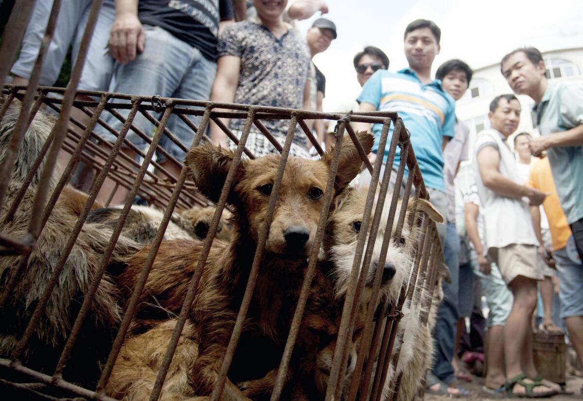 En esta escena del 21 de junio del 2015, se venden perros en un mercado durante un festival anual de consumo de carne de perro en Yulin, China.