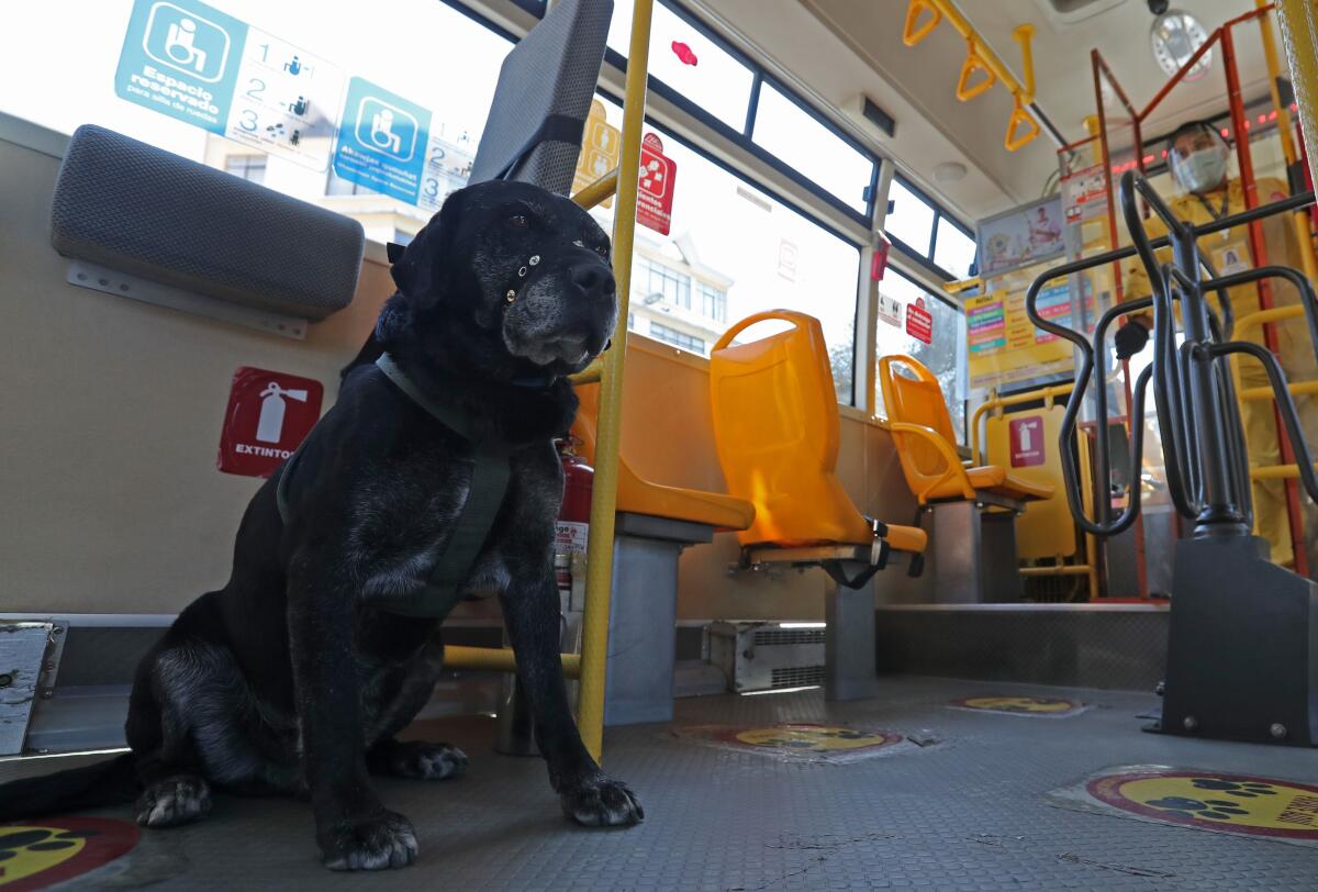 "Don Alonso", el perro que ama viajar en el transporte municipal de La Paz