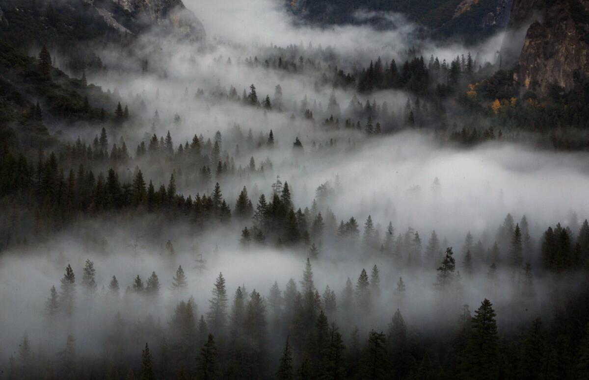 In October, after the sun goes down, the fog and low clouds often cling to the treetops in the Yosemite Valley.