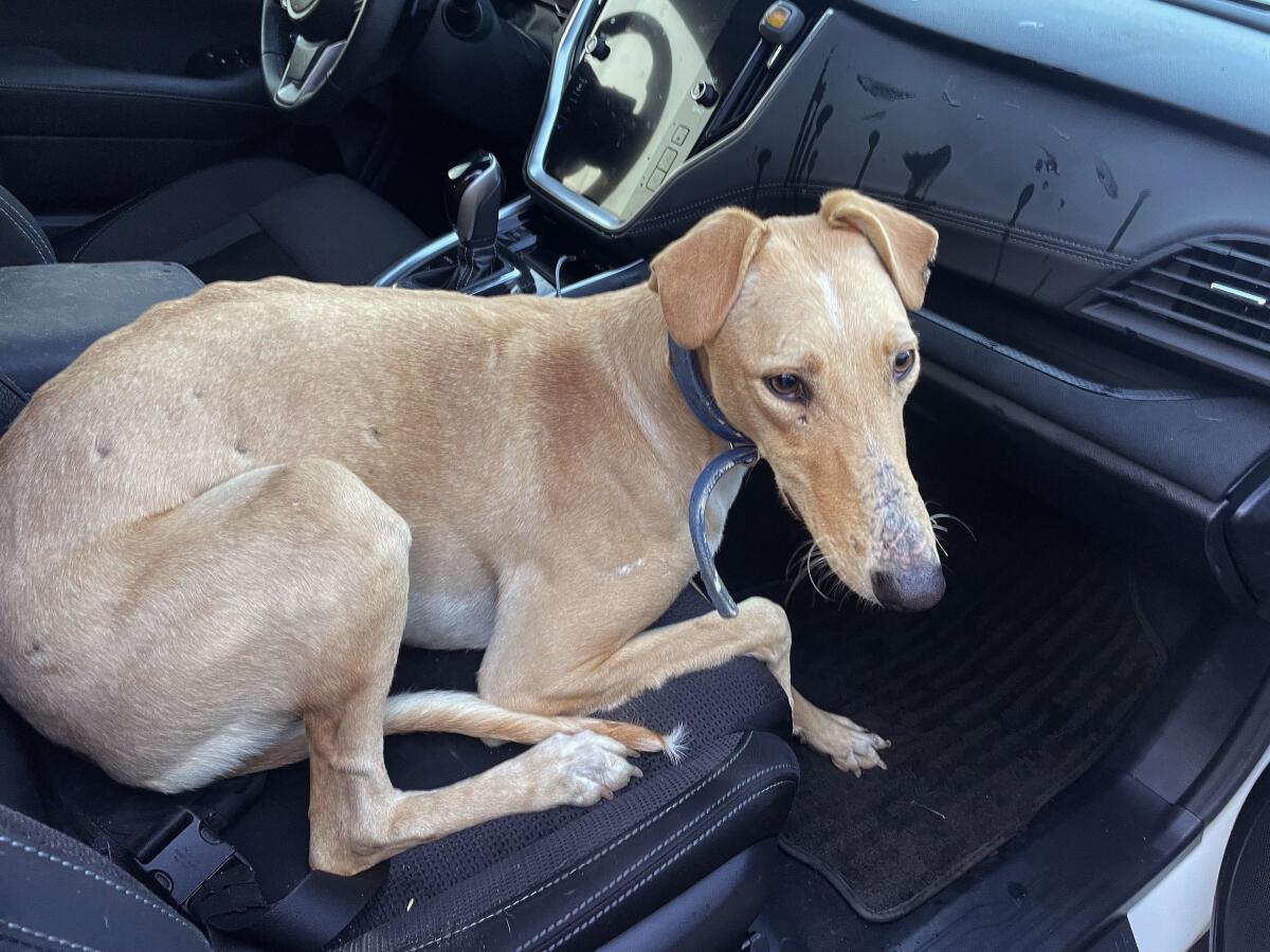 A greyhound sitting on the front passenger seat of a car