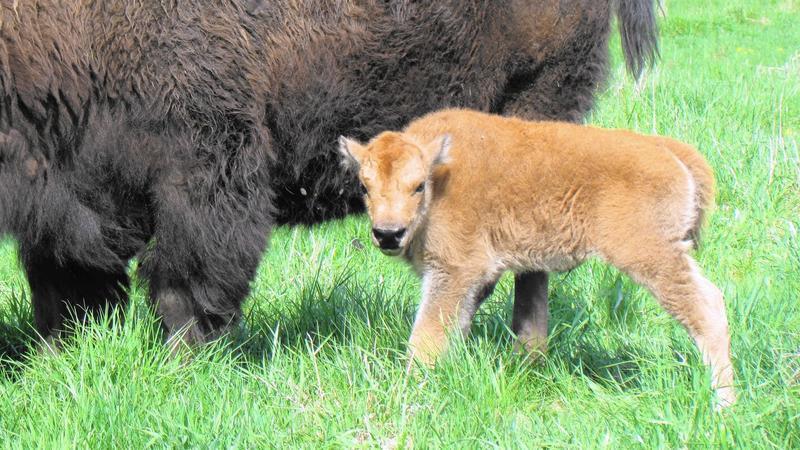 Baby bison are born at Fermilab in Batavia.