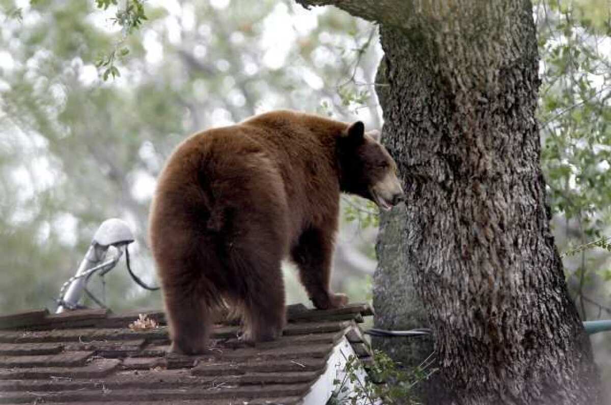 A mother bear climbs down from a tree on the 1400 block of Edgecliff Dr. in Altadena on Thursday, May 3, 2012.