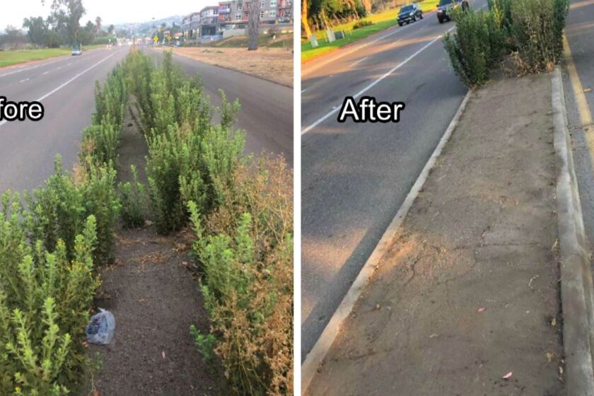 Pictures show a traffic median on Mission Bay Drive near the Interstate 5 southbound on-ramp before and after members of the Pacific Beach Town Council cut the weeds Aug. 22.