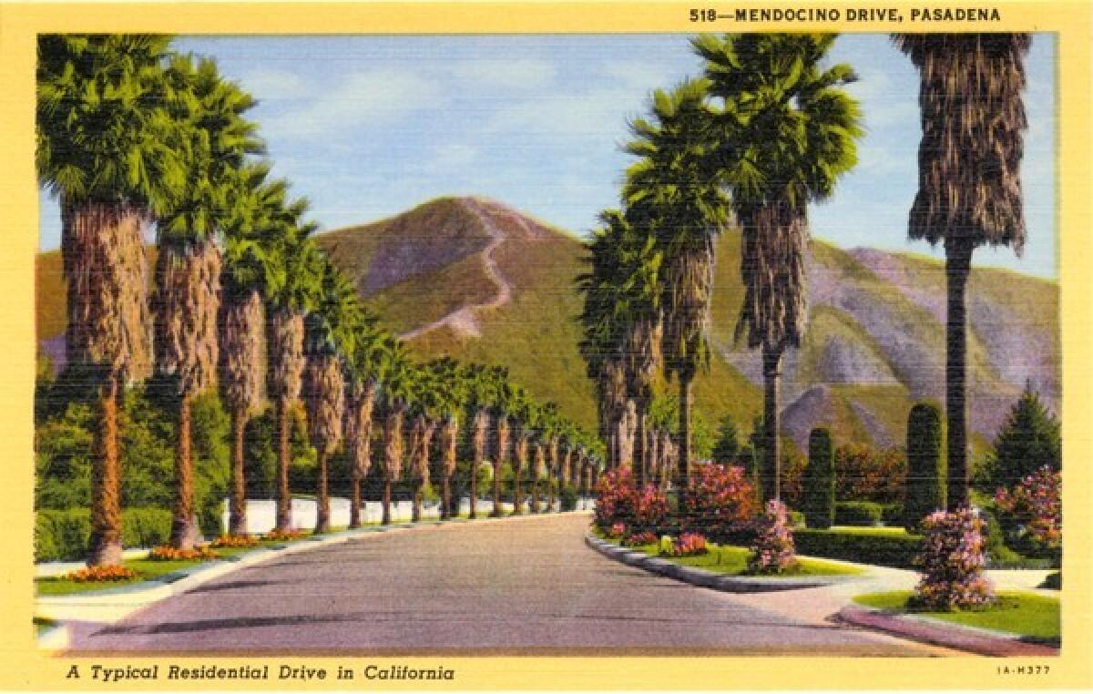 Vintage linen postcard showing view of Meddocino Drive as it winds through Pasadena with palm trees lining both sides of the street and mountains in the distance.