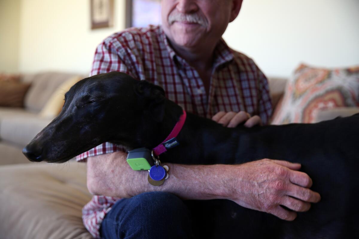 Tim Lignoul pets Vicky, a black greyhound he adopted.