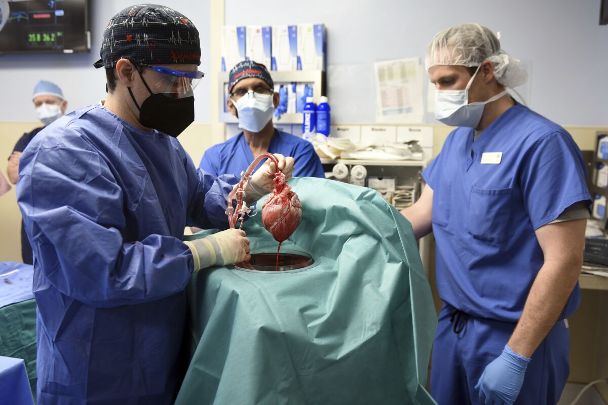 In this photo provided by the University of Maryland School of Medicine, members of the surgical team show the pig heart for transplant into patient David Bennett in Baltimore on Friday, Jan. 7, 2022. On Monday, Jan. 10, 2022 the hospital said that he's doing well three days after the highly experimental surgery. (Mark Teske/University of Maryland School of Medicine via AP)