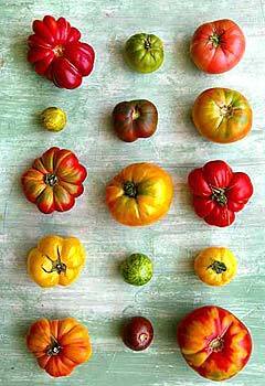 50 !!! Seeds: Andrew rahart Jumbo red Tomato Seeds a Heirloom Variety from Italy