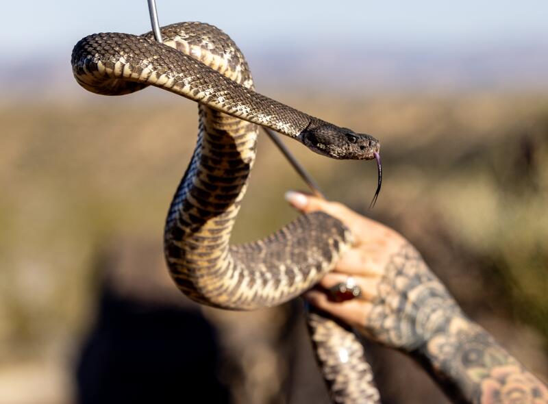 Close-up image of Wall holding a Southern Pacific rattlesnake
