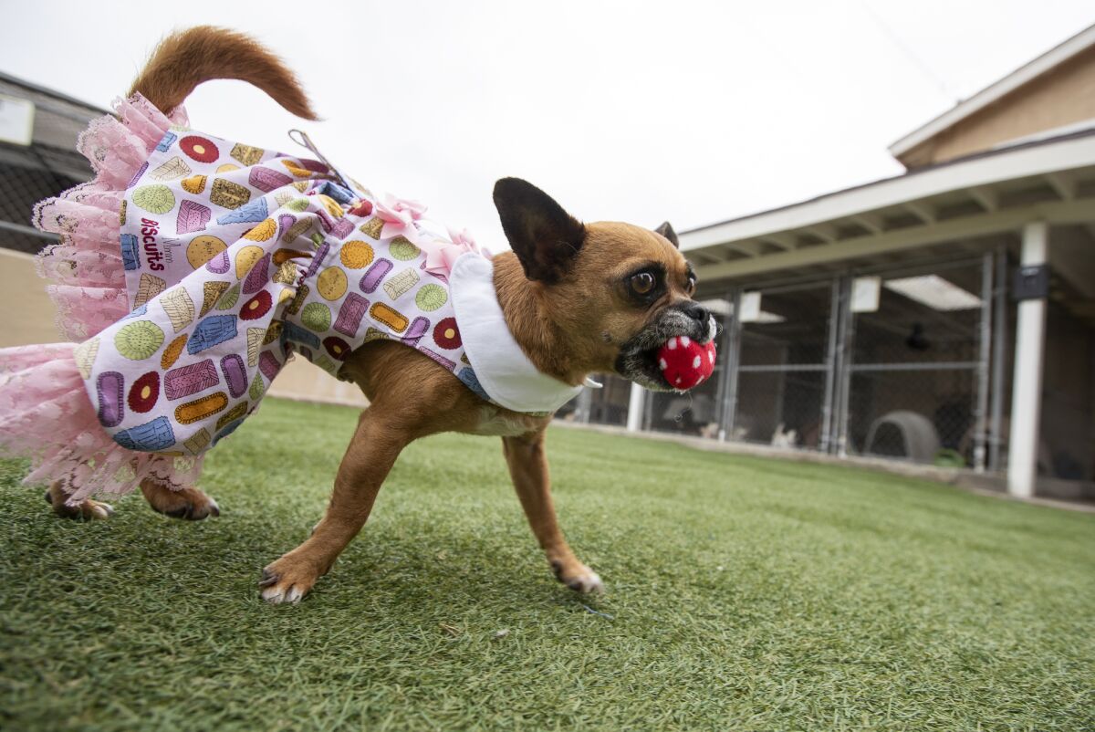 Bubbles plays with a cat toy Monday at the Newport Beach Animal Shelter, where she has become an official mascot.