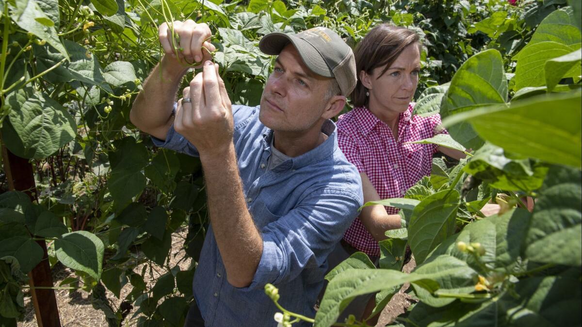 John and Molly Chester pick beans on their organic farm in Moorpark, Calif. Their business is the subject of a new documentary, "The Biggest Little Farm."