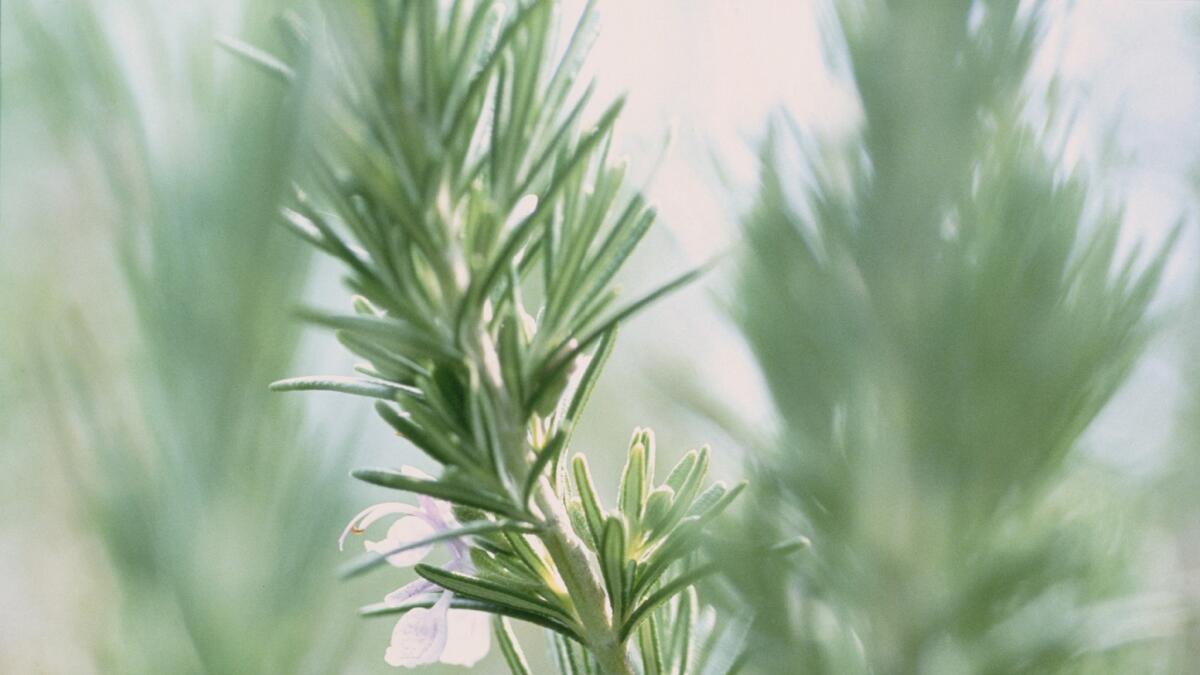 Rosemary, Rosmarinus officinalis. (Photo by FlowerPhotos/UIG via Getty Images) ** OUTS - ELSENT, FPG, CM - OUTS * NM, PH, VA if sourced by CT, LA or MoD **