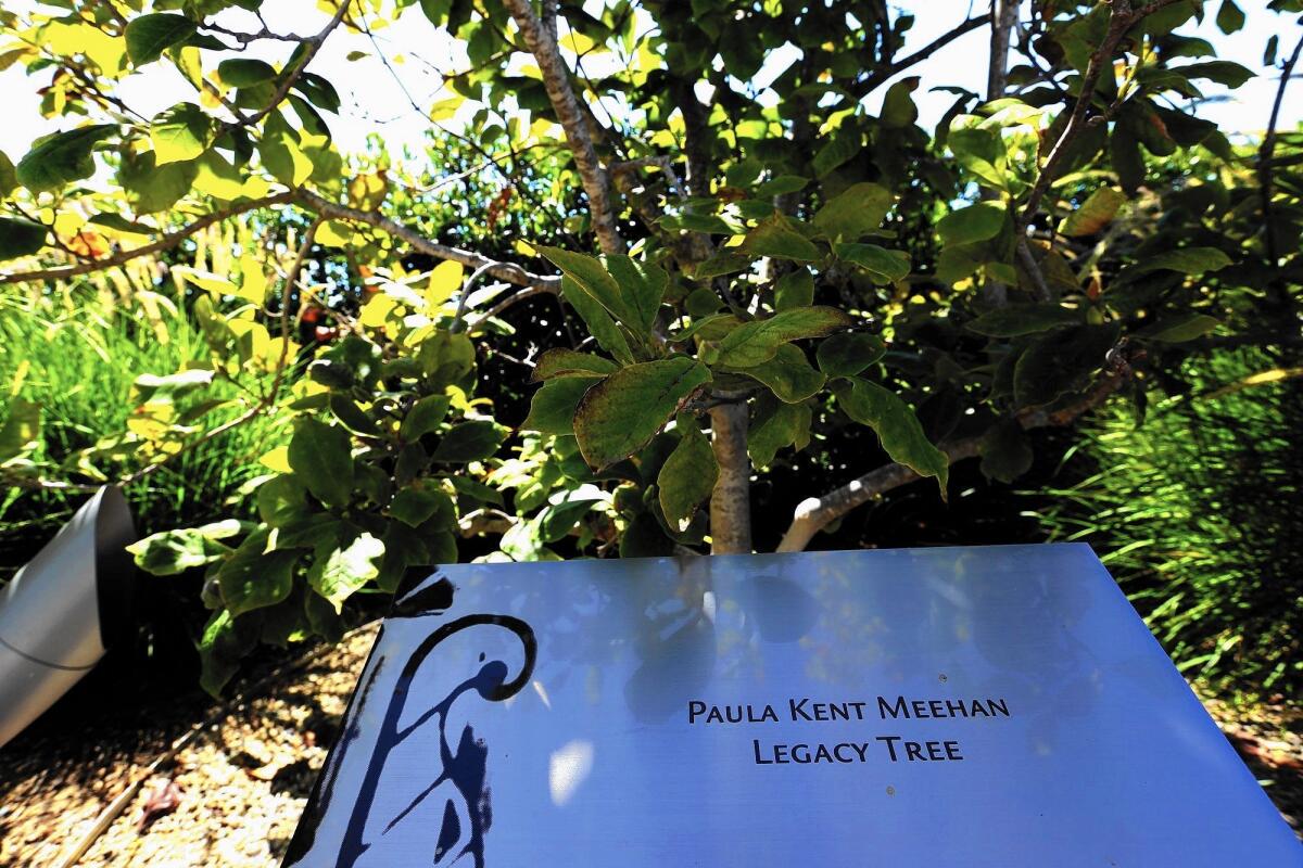 A magnolia tree dedicated to benefactor Paula Kent Meehan at St. John's Health Center in Santa Monica.