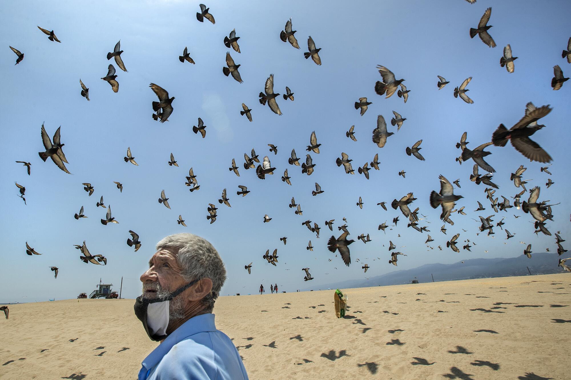 Augustine Hurtado observes pigeons flying overhead at Santa Monica State Beach.