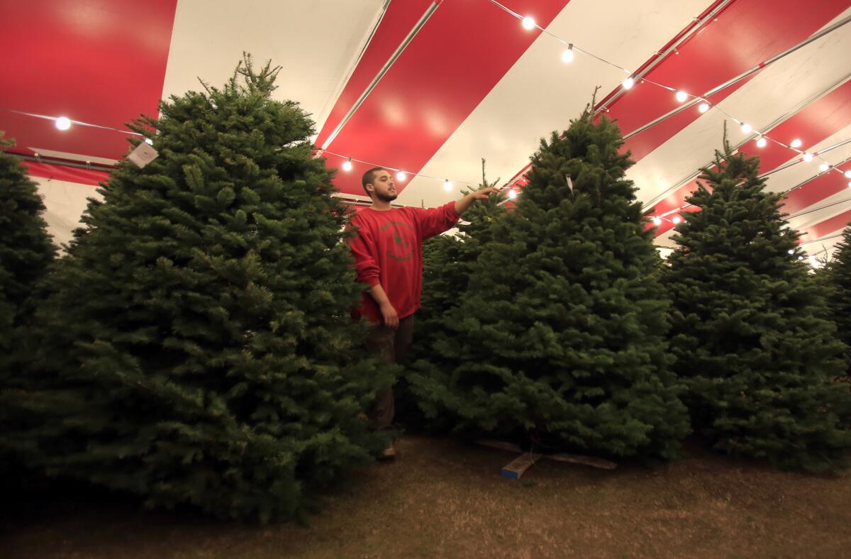 Employee Richard Flores tends to the trees at Mr. Snowman Christmas Trees in Glendale on Dec. 10. Buying a Christmas tree is easy, but what do you do with it once Christmas is over?