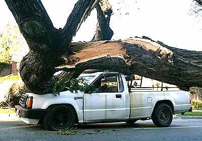 A branch from a large tree knocked down by high winds rests on the hood of a pickup truck in Hancock Park.