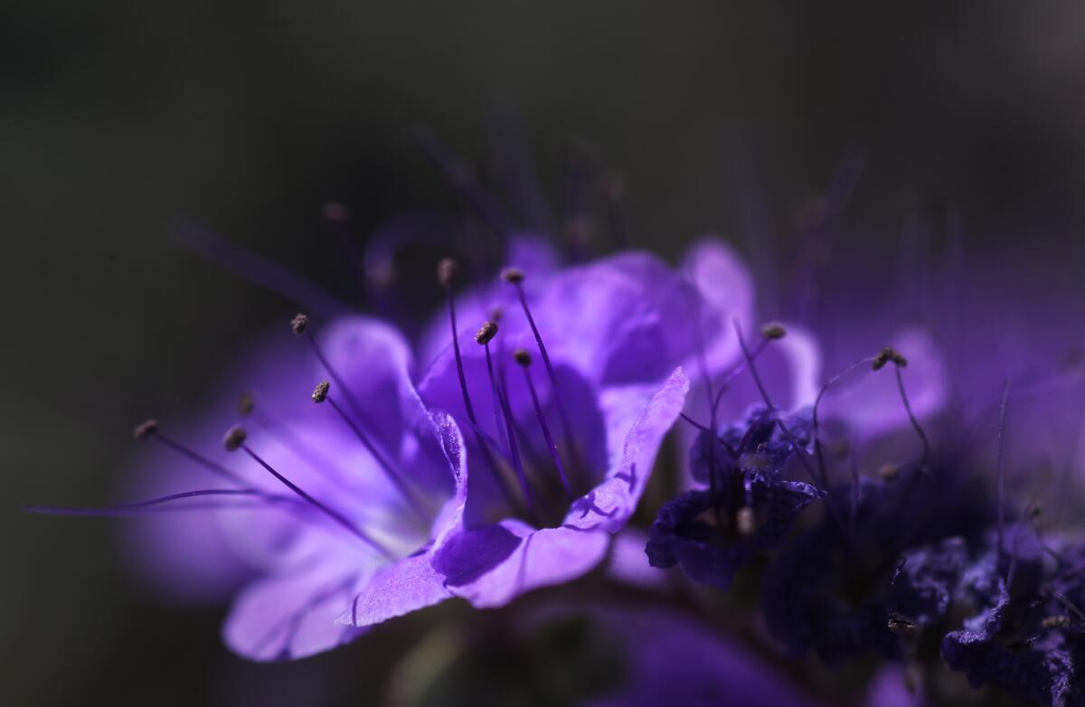 Notchleaf phacelia blooms are creating patches of purple in Death Valley National Park.