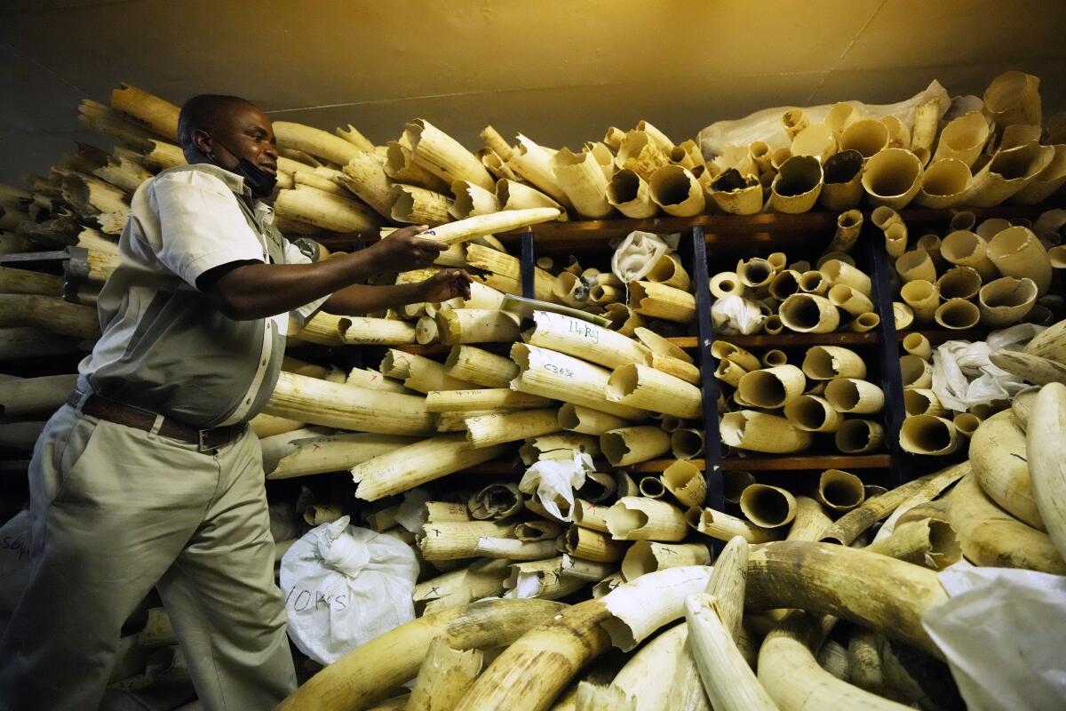 A Zimbabwe National Parks official inspects some of the elephant tusks during a tour of ivory stockpiles, in Harare, Monday, May, 17, 2022. Zimbabwe is seeking international support to be allowed to sell half a billion dollars worth of ivory stockpile, describing the growth of its elephant population as “dangerous” amid dwindling resources for conservation. The Zimbabwe National Parks and Wildlife Management Authority on Monday took ambassadors from European Union countries through a tour of the stockpile to press for sales which are banned by CITES, the international body that monitors endangered species. (AP Photo/Tsvangirayi Mukwazhi)