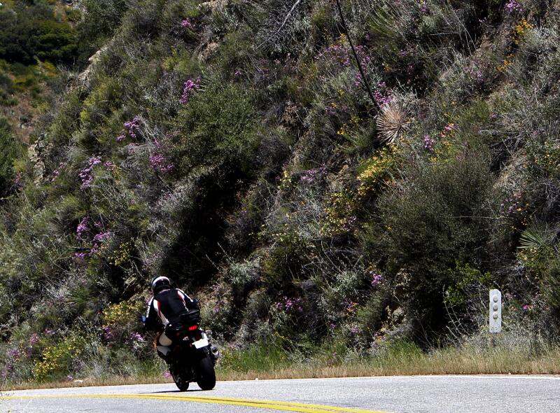 A motorcyclist passes by wildflowers growing on the hillsides around Highway 39.