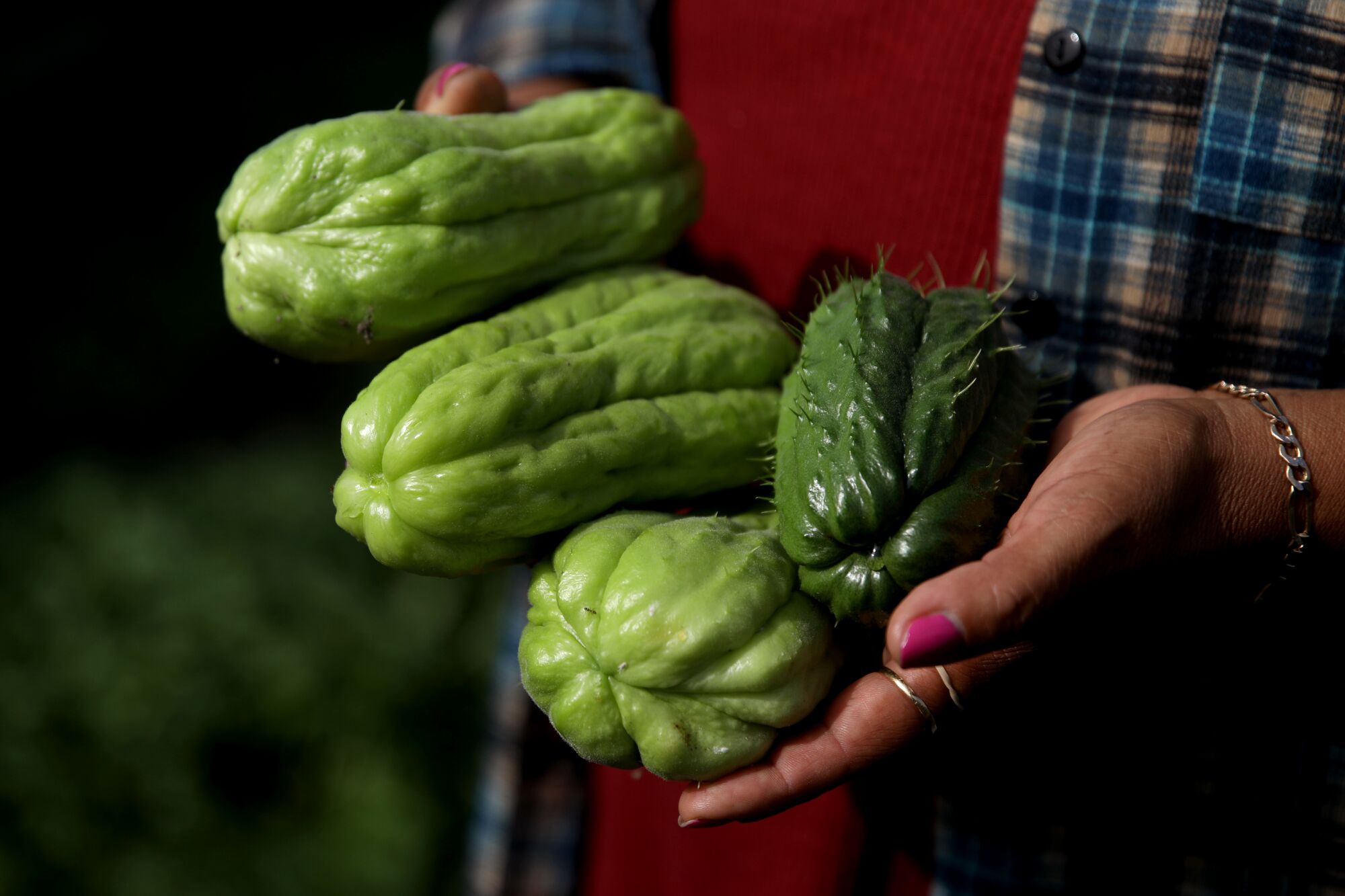 Ana Miguel keeps chayote out of the garden that she tends.