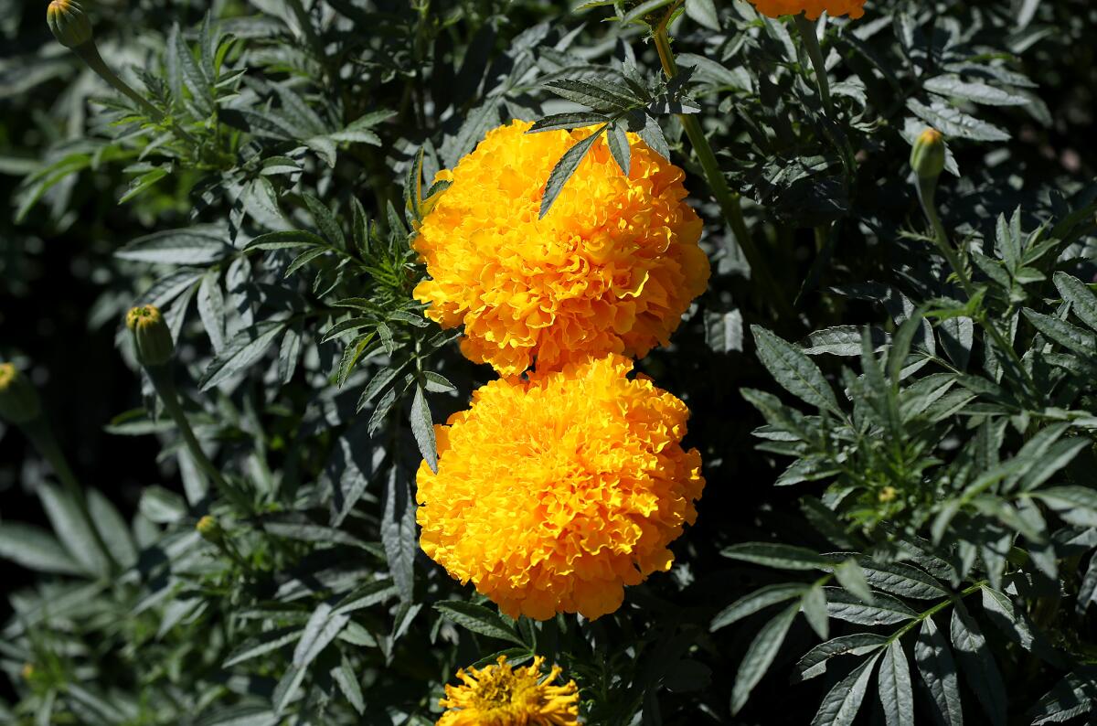 Marigolds are one of several crops visitors can harvest at Hana Field in Costa Mesa.