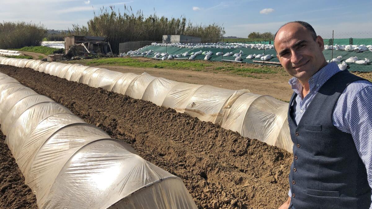 Deryneia Mayor Andros Karayiannis checks on organic farming in UN Buffer Zone in the Republic of Cyprus near his town.