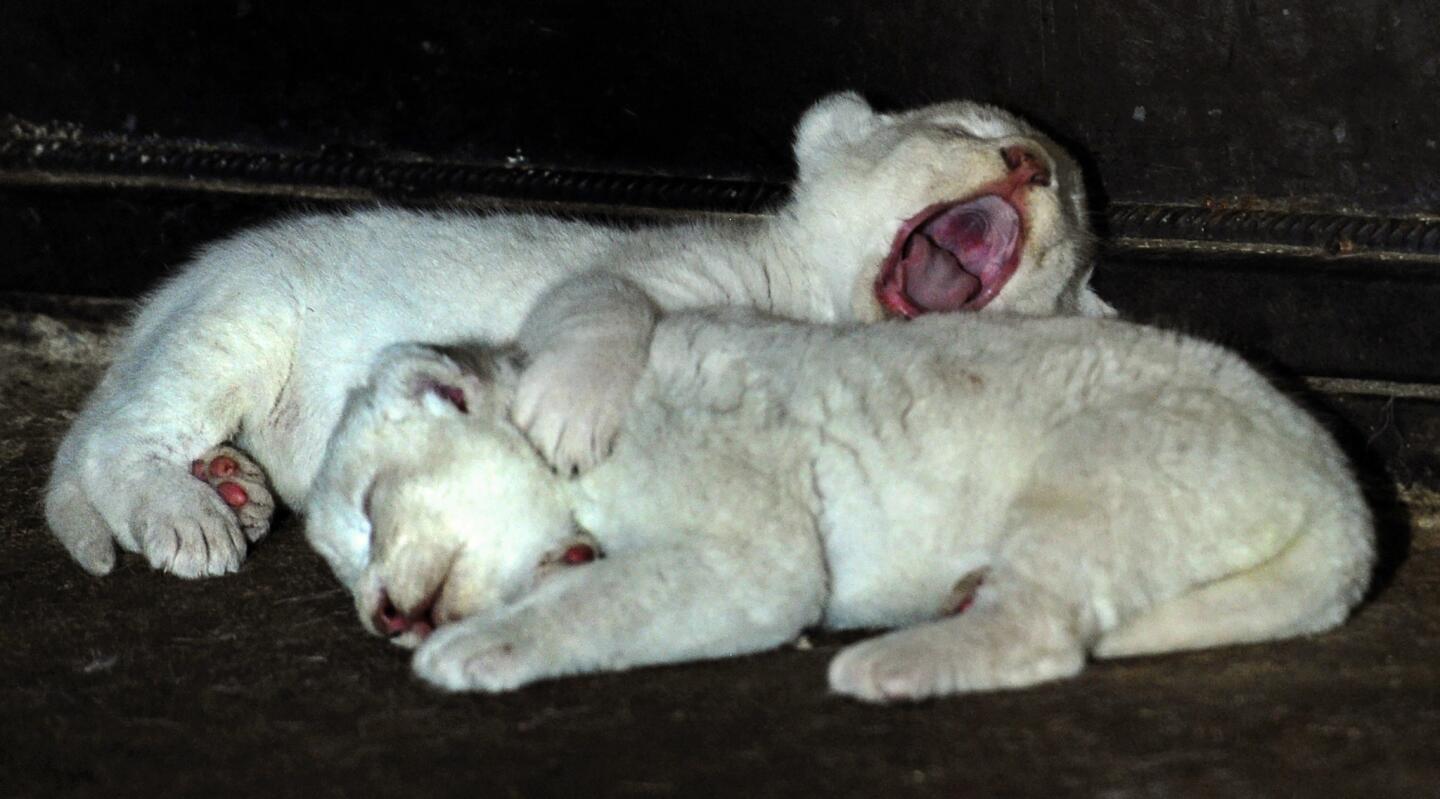 Two white lion cubs born July 28 sleep at the Tbilisi zoo on Aug. 3, 2016.