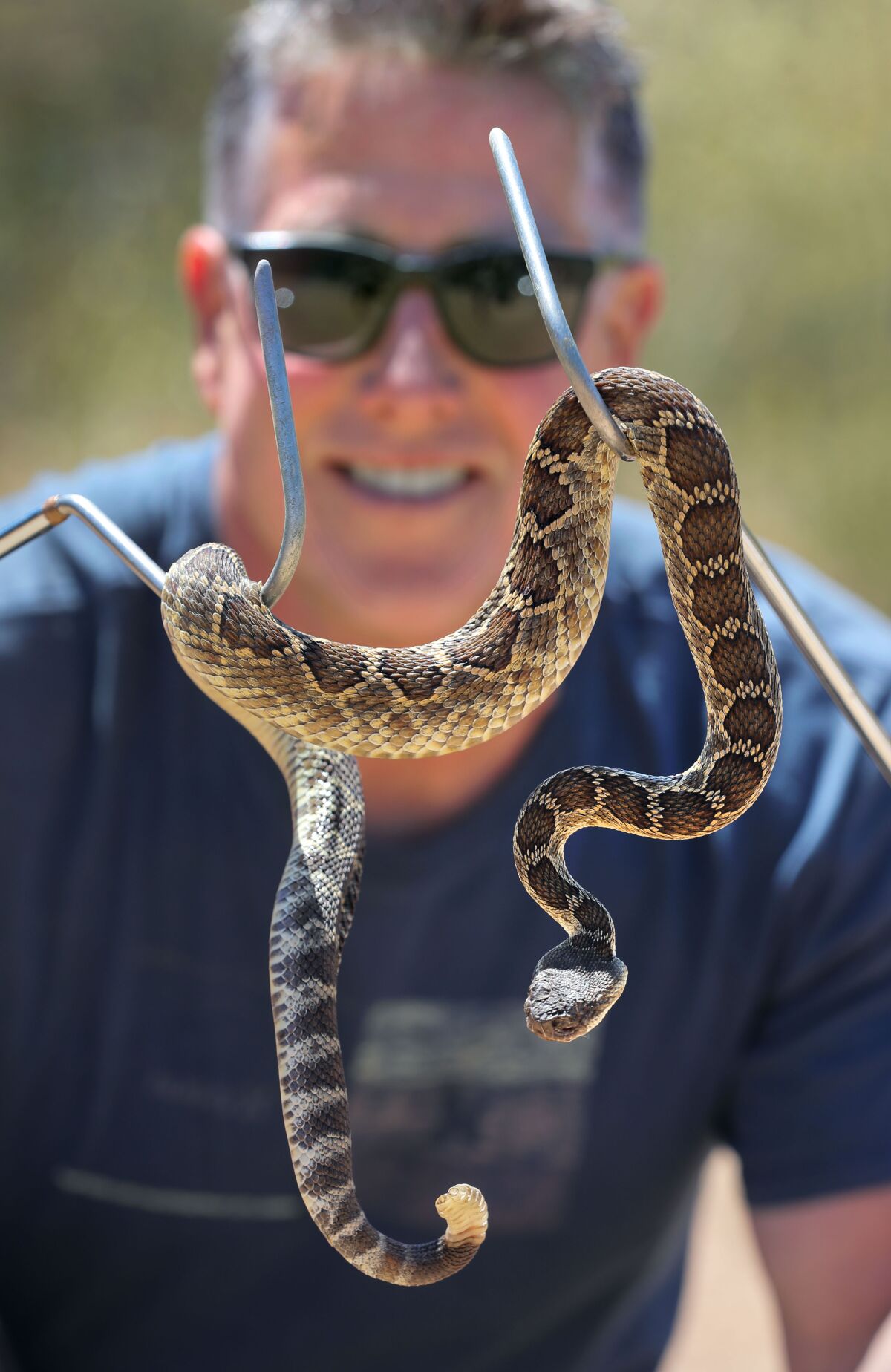 Bruce Ireland gently holds a rattlesnake on two metal hooks.