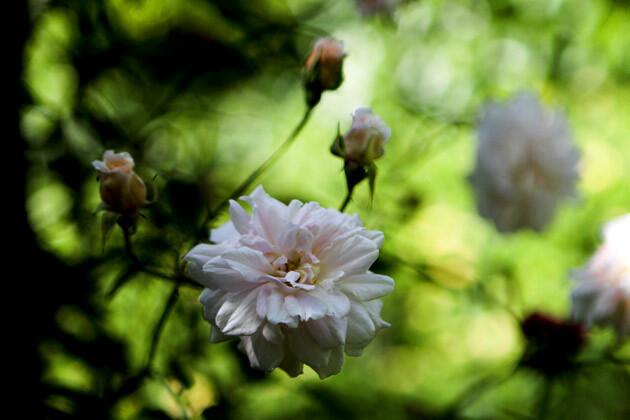 The soft pink Cecile Brunner roses bear successive flushes in spring, summer and fall. "Indeed, they seem to be in bloom year round," says Becker, who believes his Cecile Brunners may be some of the earliest plantings of the rose in Southern California.