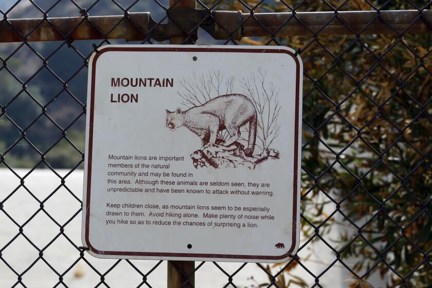 At the entrance to the Beaudry Motorway walk in Glendale you are greeted by a mountain lion warning sign. The Verdugo Mountains separating the communities of Montrose and La Crescenta from Glendale and Burbank rise sharply and present impressive city and valley views.