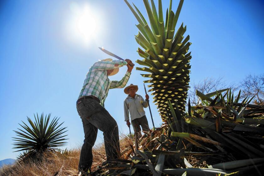 Manuel Ramos Sanchez, left, and his father, Victor, harvest a mature maguey to produce mescal in Miahuatlan, Mexico.