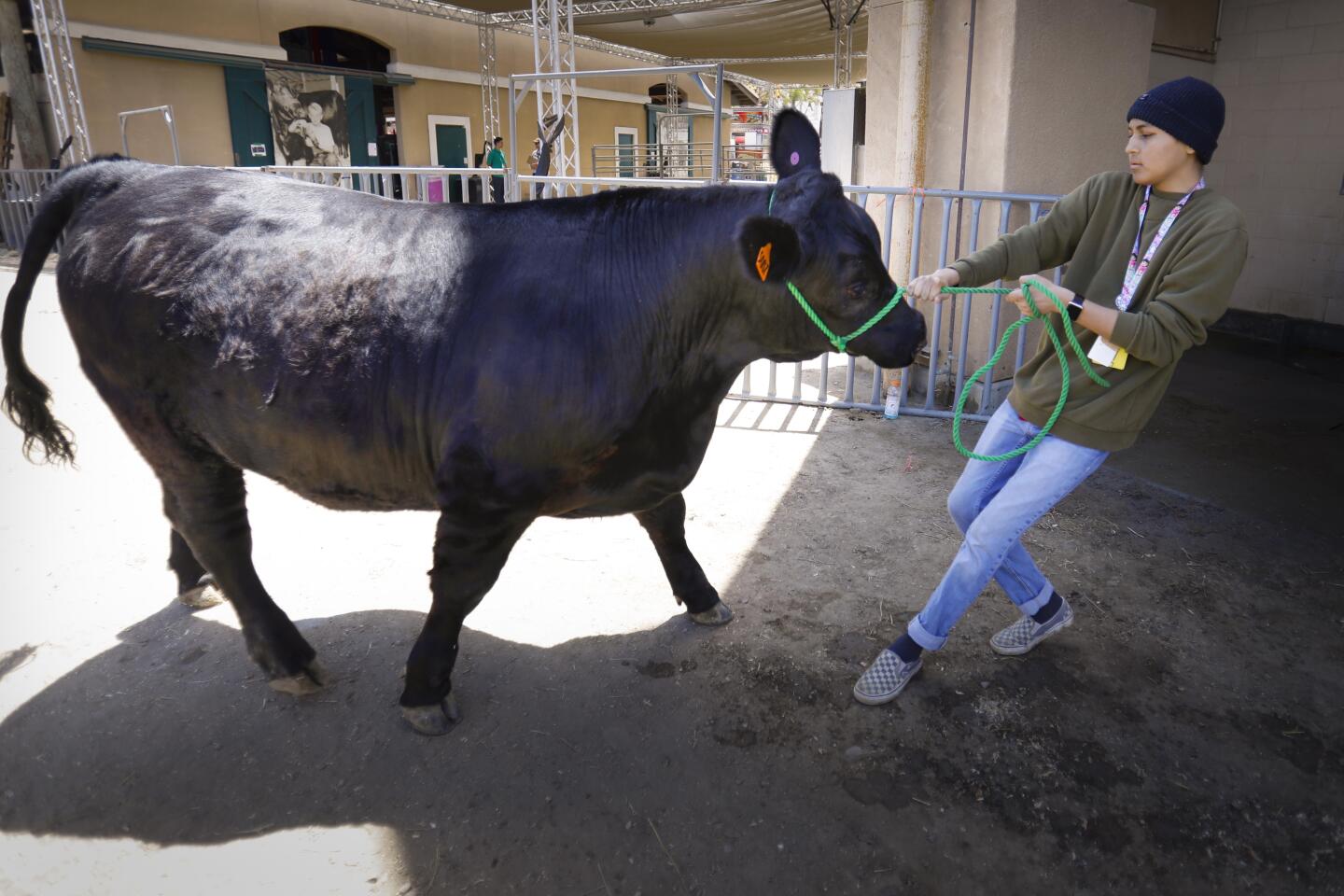 Prized steer helps pay for cancer treatments