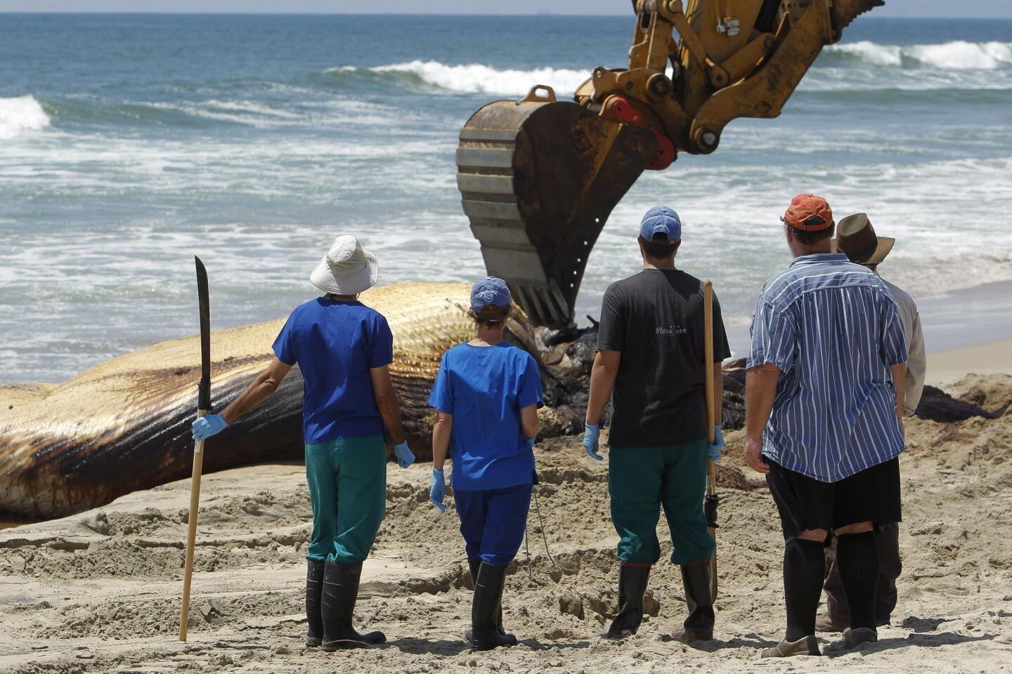 Third dead whale in a week washes up on Oregon coast - The San Diego  Union-Tribune