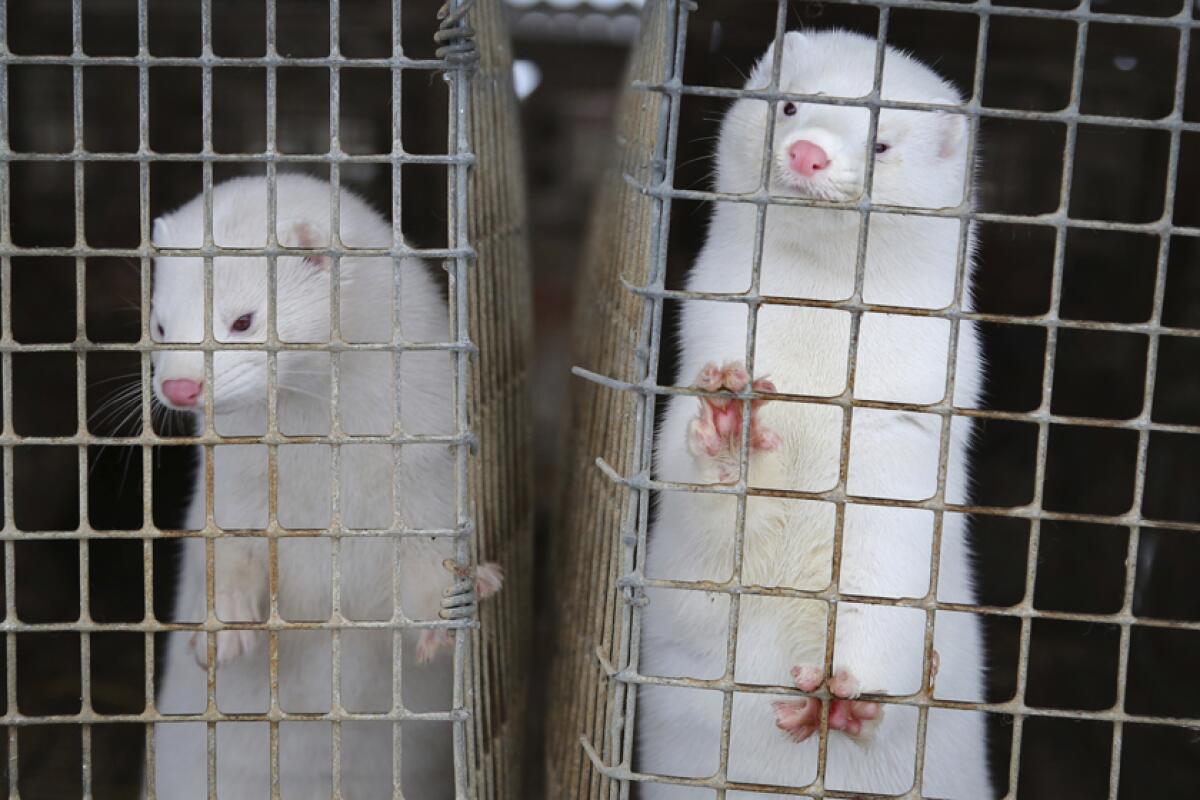 Minks at a fur farm in Litusovo, Belarus.