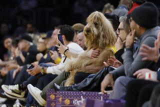 Brodie The Goldendoodle enjoy courtside seats at the Lakers vs Knicks game.