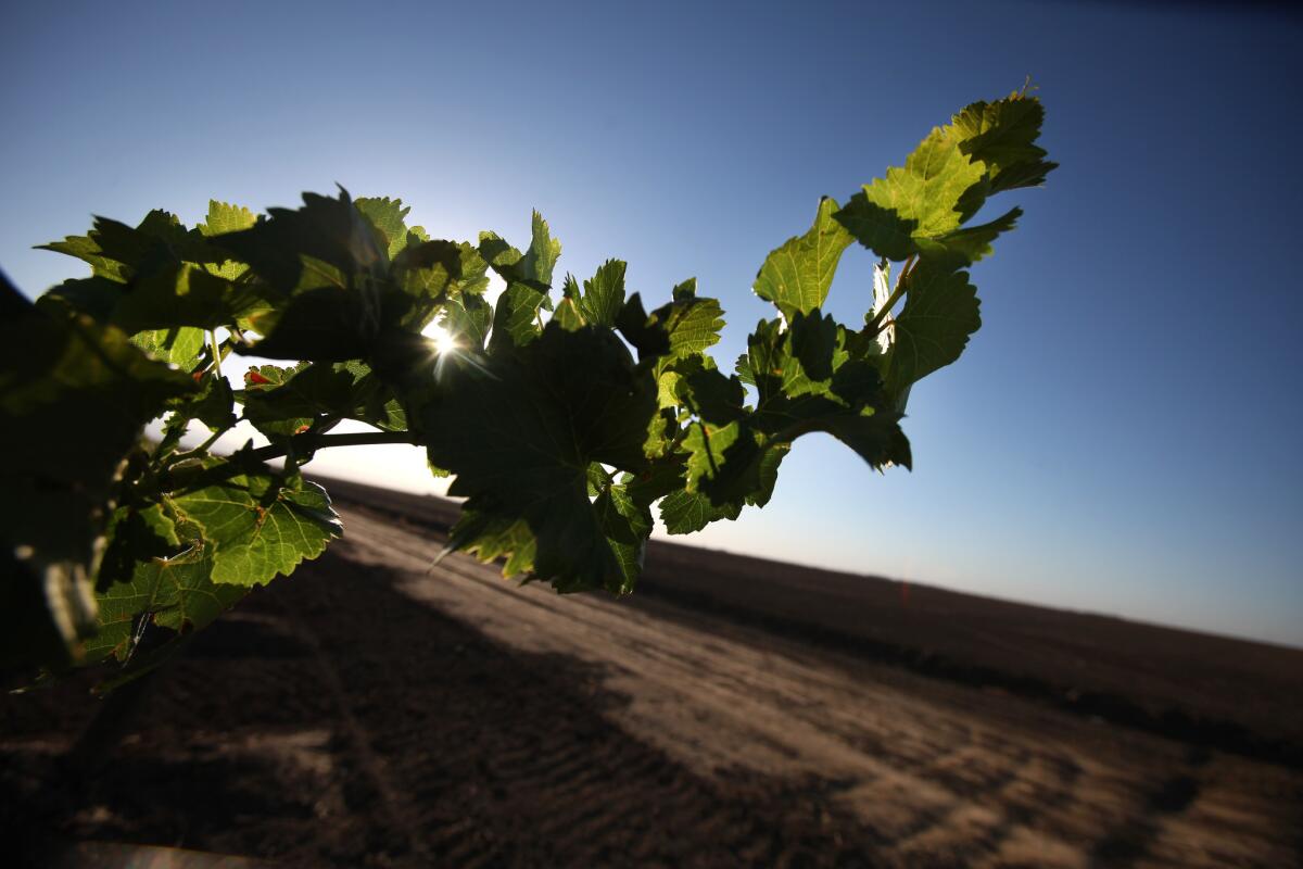 A grapevine is seen next to a sun-baked field in the western San Joaquin Valley.