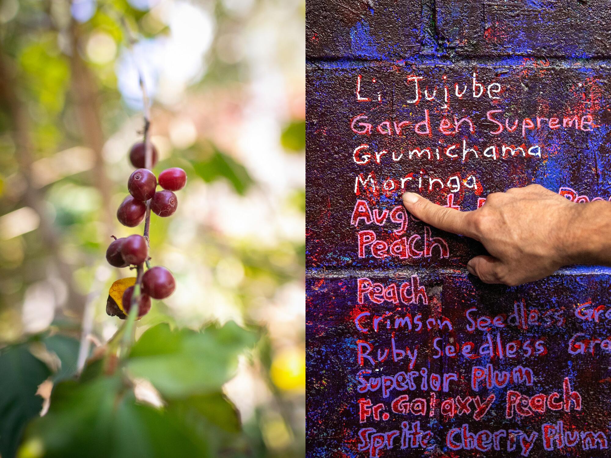 Two images, side by side, of coffee growing on a branch and a hand pointing to a hand-painted list of fruit trees.