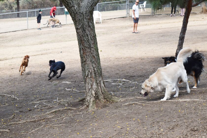 Dogs playing in Rancho Bernardo’s off-leash dog park.