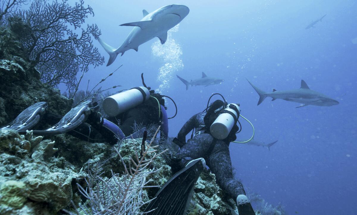 Jason Momoa hosts Discovery's 'Shark Week,' featuring feeding frenzies and  junkie sharks - The San Diego Union-Tribune