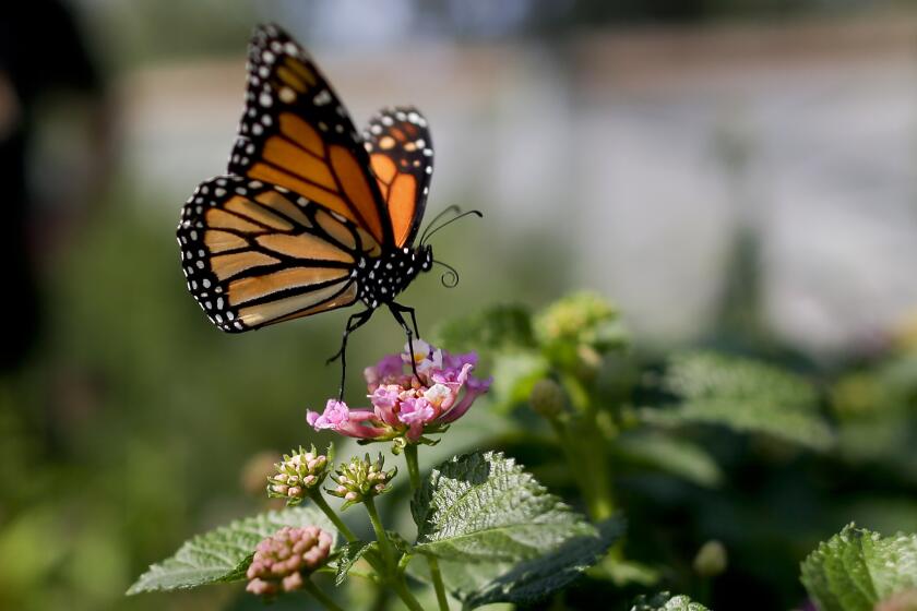 Mariposa monarca fotografiada en Vista, California, el 19 de agosto del 2015. El nivel de las mariposas alcanzó niveles inusitadamente bajos en California, al punto de que corre serio peligro de extinción en el oeste de EEUU, según los científicos. (AP Photo/Gregory Bull, File)